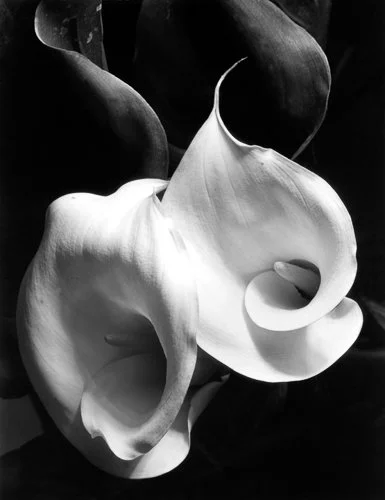 imogen-cunningham_two-callas_-vers-1925_aware_women-artists_artistes-femmes.jpg