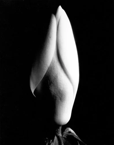 cunningham-magnolia-bud.jpg