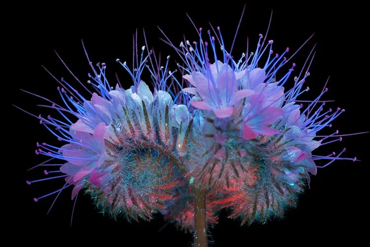 Lacy-Phacelia-1.jpg