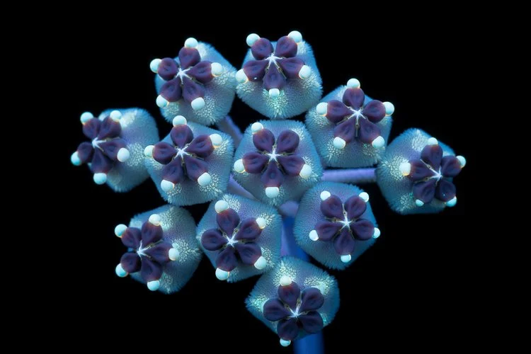 Hoya-kerri-2d.jpg