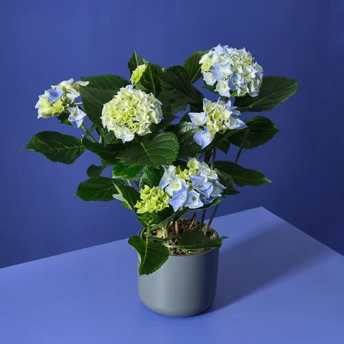 dobbies-mothersday-hydrangeas-square2.jpg