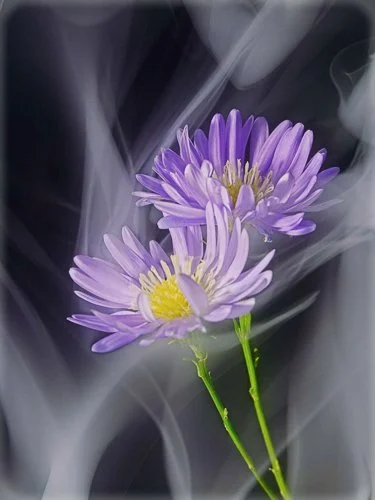 daisy-flower-and-smoke4-Cynthia-Miller-guest-photographer-.jpg