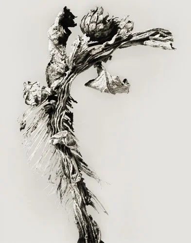 herbarium_karchofa.jpg