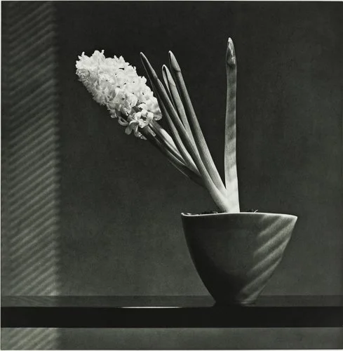 Mapplethorpe-Hyacinth.jpg