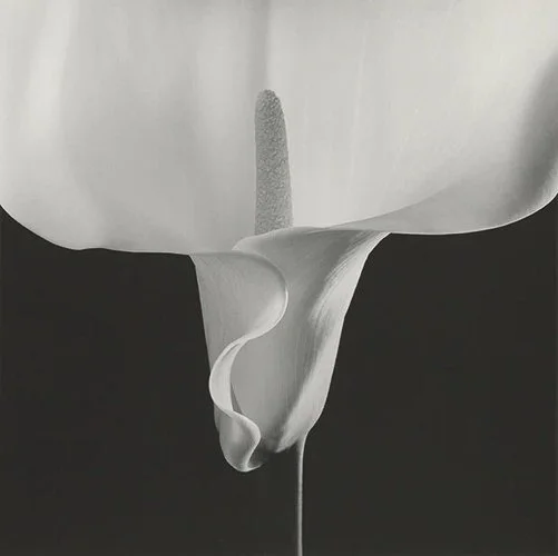 mapplethorpeflowerlily15.jpg