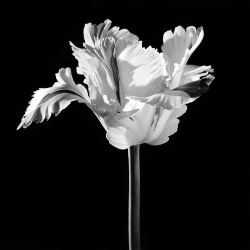 rob-mapp-1855_TEFAF_Schulte-Qz4LKYUMTVq5.jpg