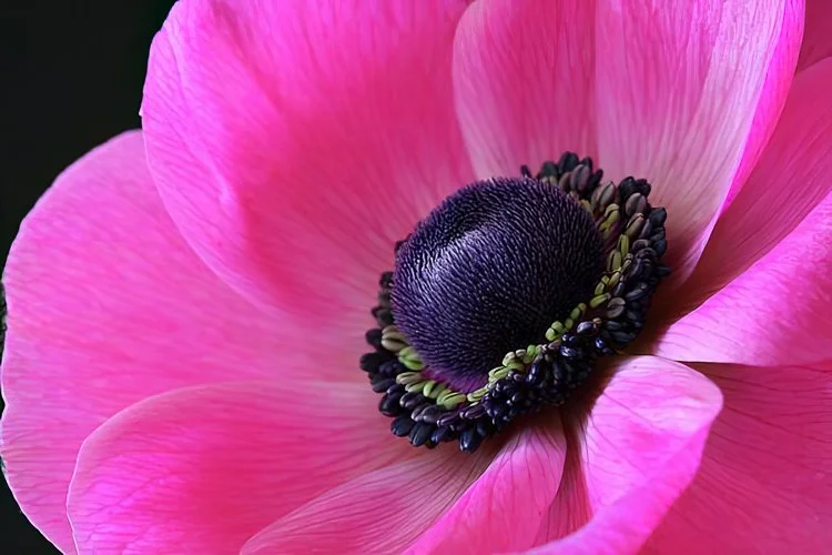 anemone-pink-julie-powell-Edit.jpg