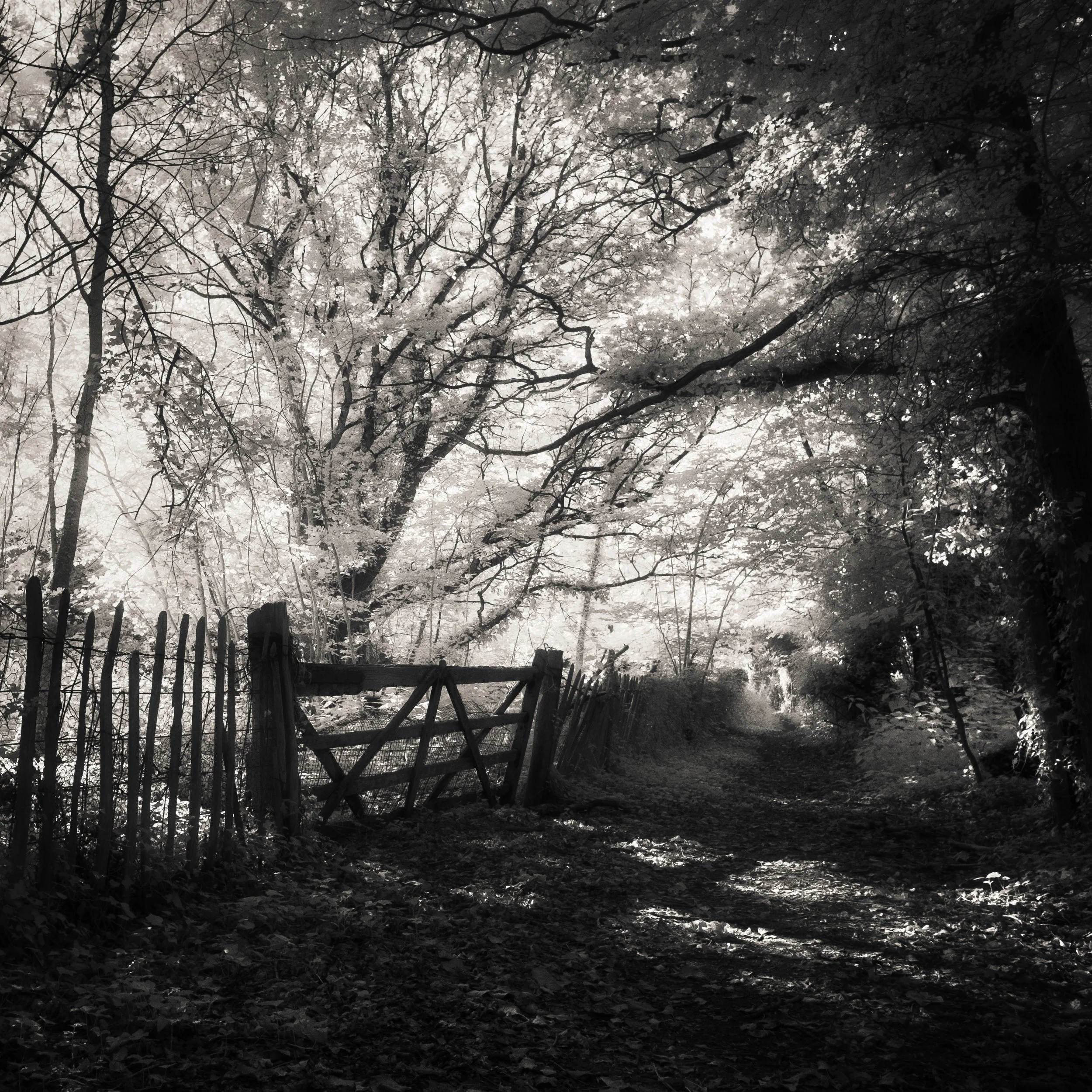 _DSF4499-Edit-Edit.jpg