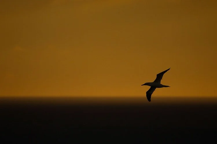 silhouette-hero-0a1b618c.jpg