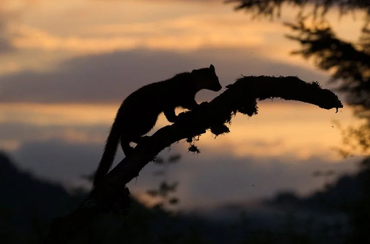 silhouette01.jpg