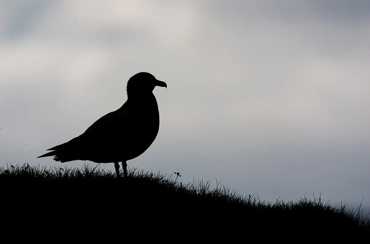 nick-martin-silhouette02.jpg