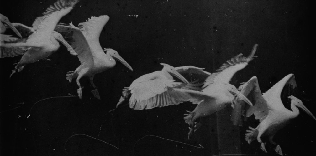 Marey_-_birds.jpg