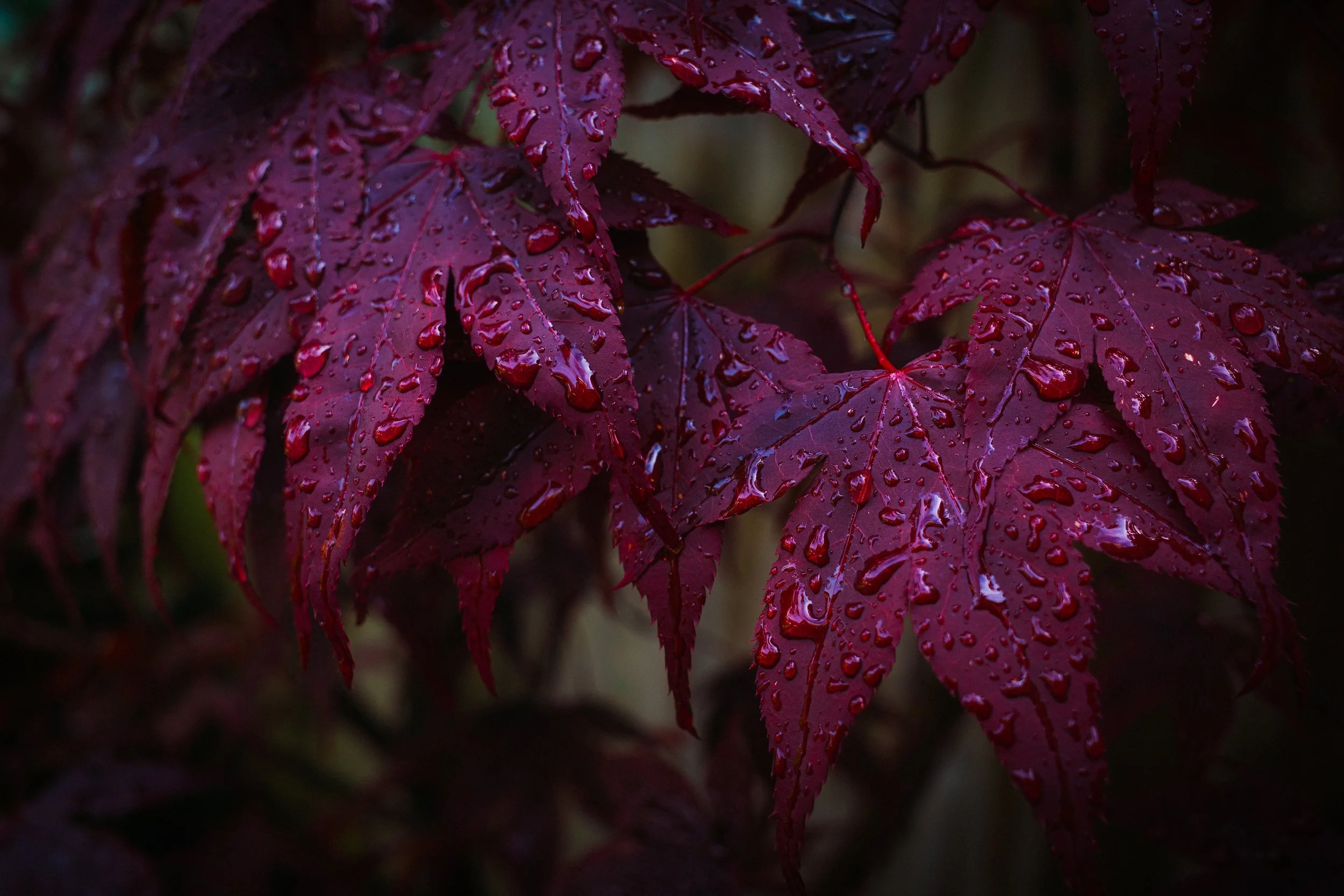 Red Leaf Raindrops