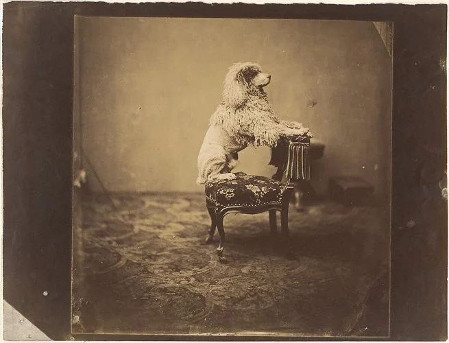 andredisderi-poodle-main-image.jpg