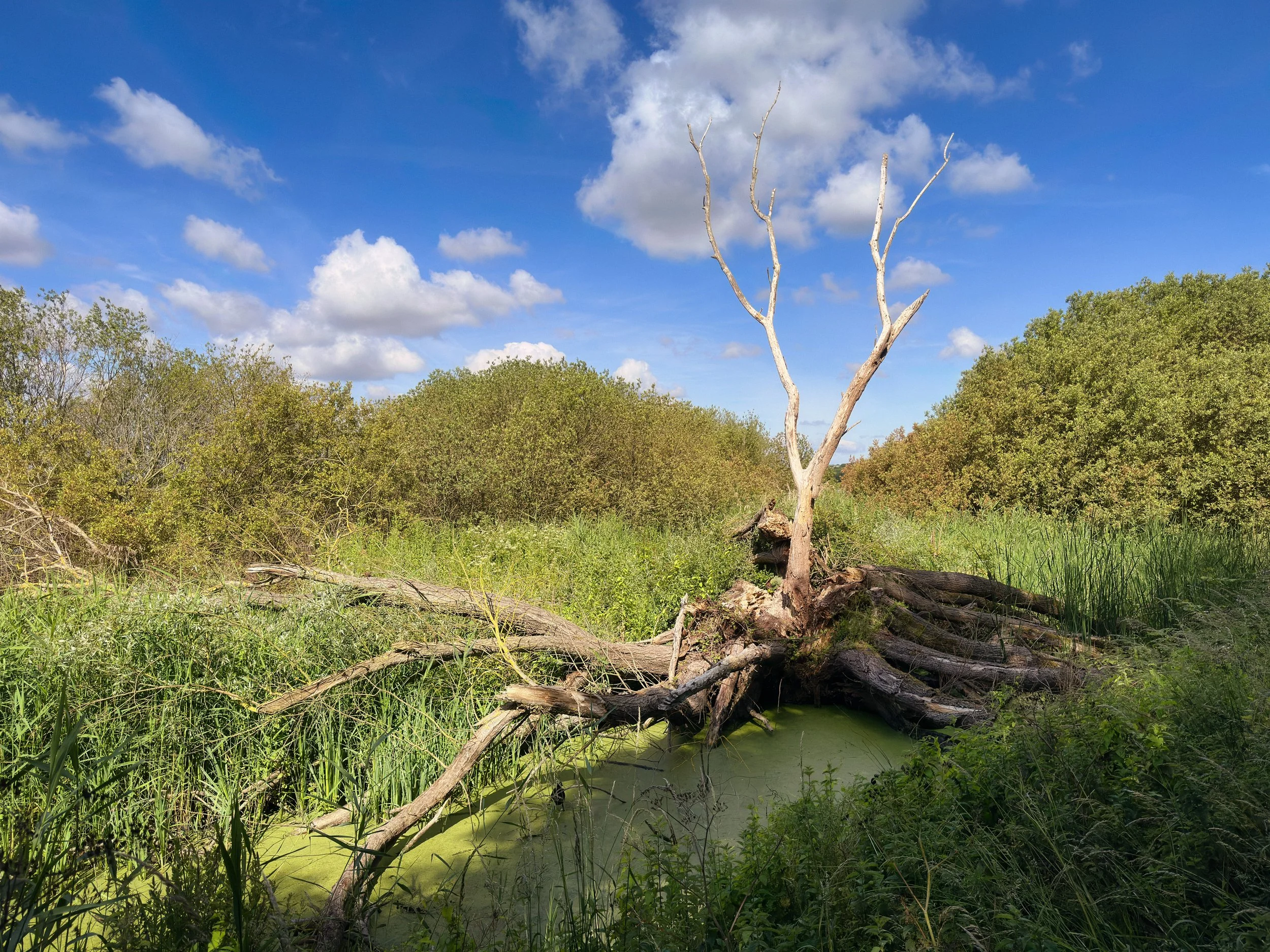 IMG_5093-Edit-Edit.jpg