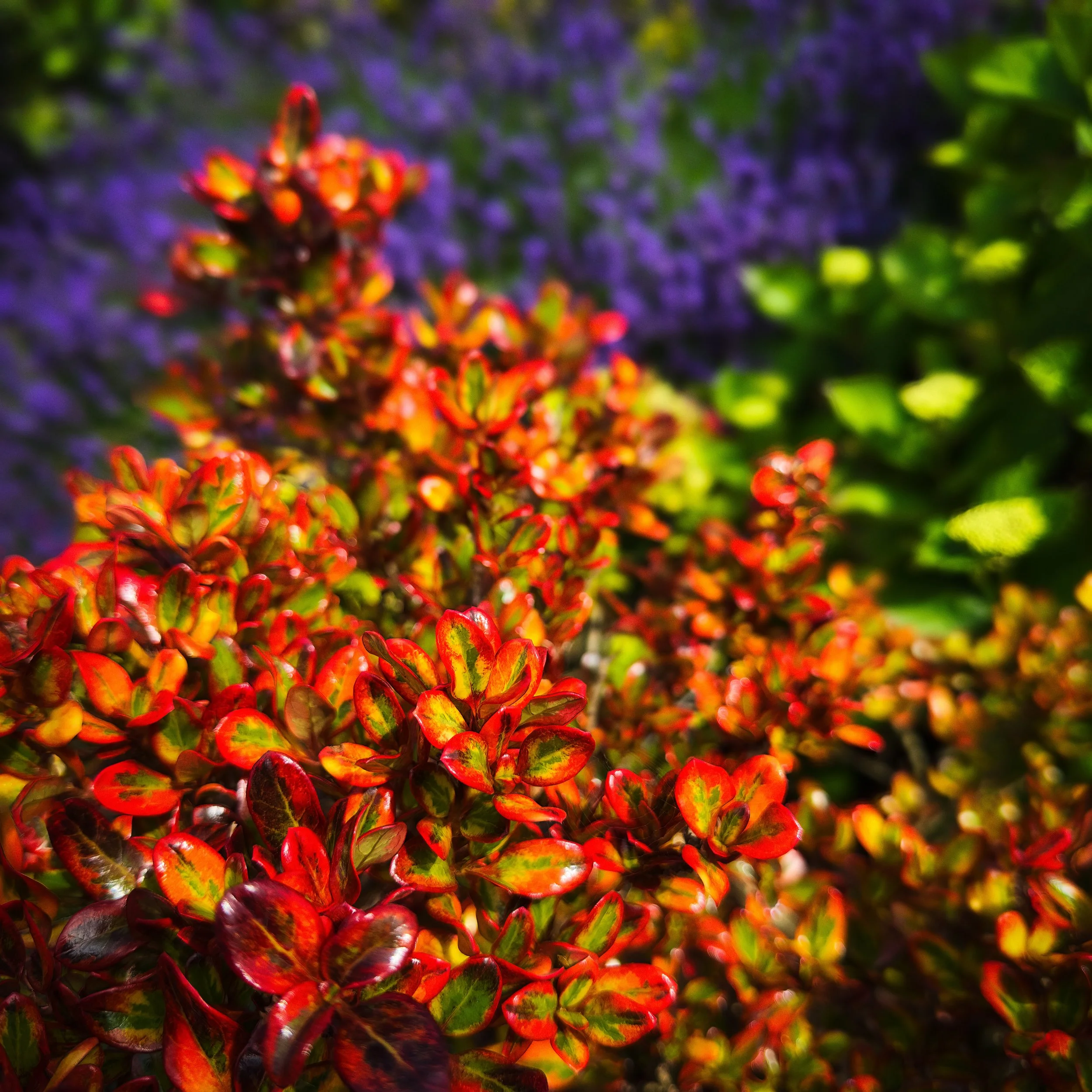 Bright Barberry