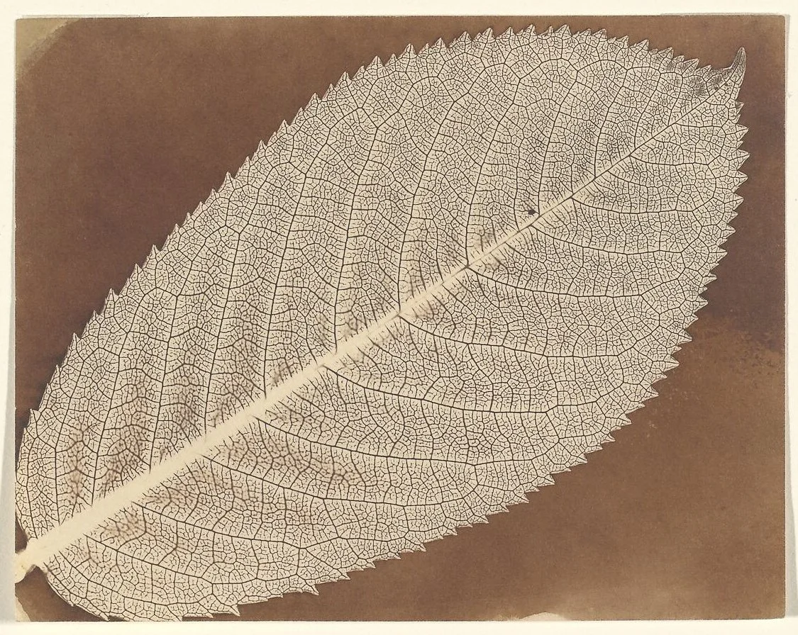 williamhenryfoxtalbot-fox-talbot-leaf-calotype-main-image.jpg