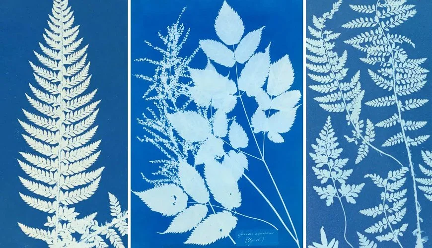 annaatkins-anna-atkins-photographs-botany.jpg