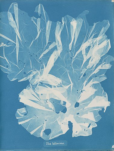 annaatkins-Anna-Atkins-Ulva-latissima.jpg