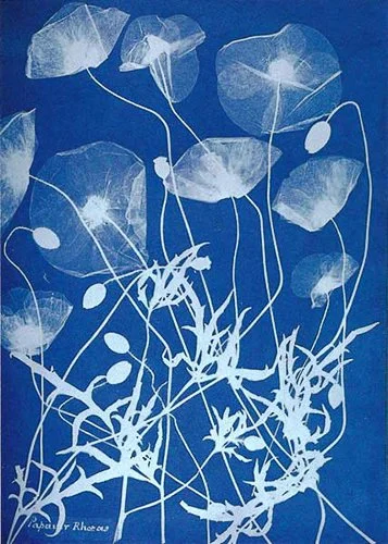 annaatkins-FS-Anna-Atkins.jpg
