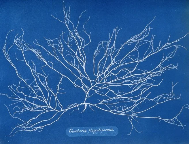 annaatkins-nypl.digitalcollections–Chordaria-flagelliformis-large_resized.jpg