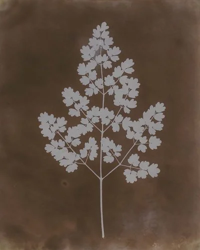 williamhenryfoxtalbot-original_talbot_301152-2_maidenhairfern-jpg.jpg