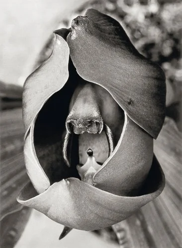 albertrengerpatzsch-albert-renger-patzsch-catasetum-trindentatum.jpg