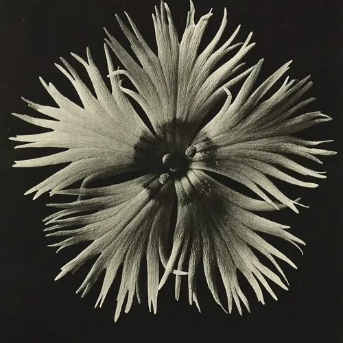 karlblossfeldt-bloss4-1.jpg