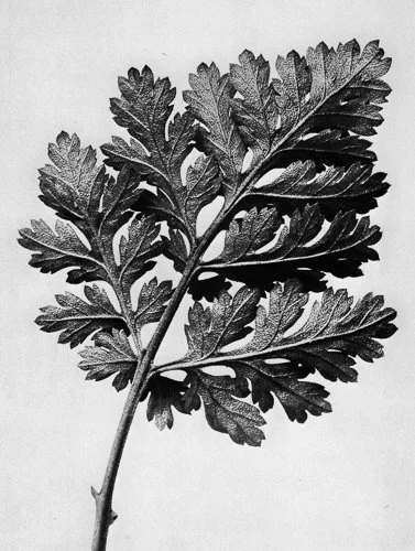 karlblossfeldt-Feverfew-Karl-Blossfeldt-1928.jpg
