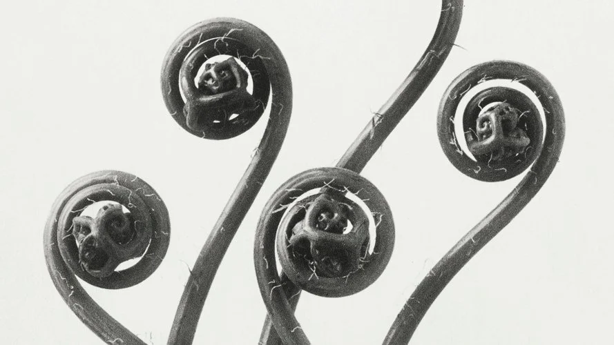 karlblossfeldt-image-from-rawpixel-id-3934312-jpeg.jpg