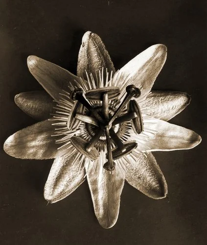 karlblossfeldt-Karl Blossfeldt - Passiflora 1929 (photogravure) - (MeisterDrucke-203717).jpg