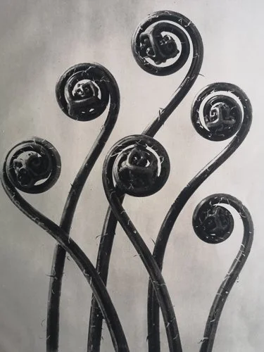 karlblossfeldt-michaelhoppengallery-karl-blossfeldt-adiantum-pedatum-maiden-hair-fern-from-wunder-in-der-natur-1932.jpg