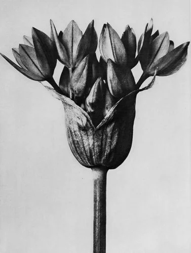 karlblossfeldt-Karl-Blossfeldt-05.jpg