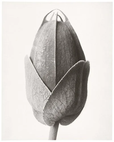 karlblossfeldt-image-2.jpg