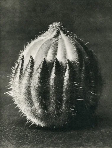 karlblossfeldt-c-GALERIE-MIRANDA-Karl-Blossfeldt-Sempervivum-tectorum-Houseleek-776x1024.jpg