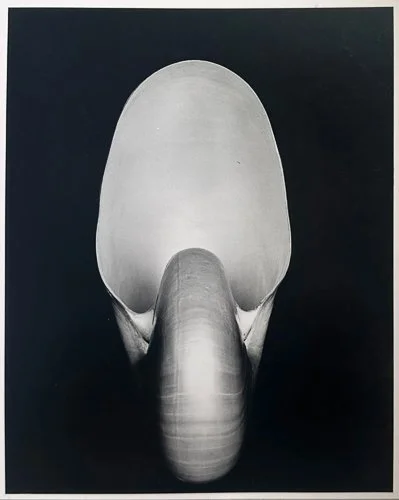 edwardweston-echofinearts-edward-henry-weston-nautilus-1927.jpg