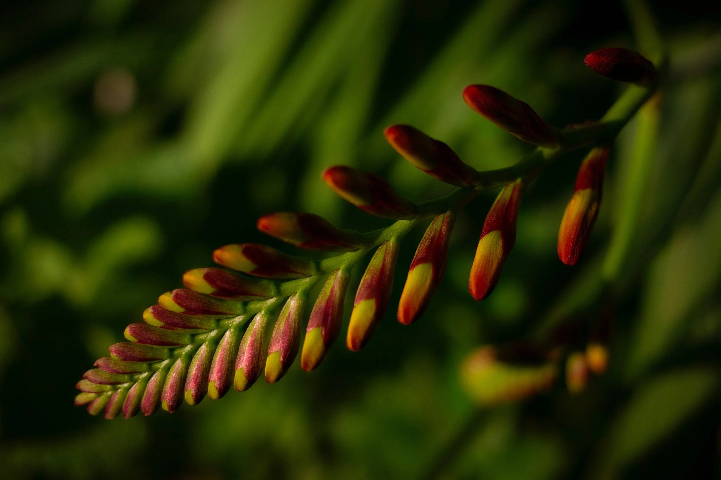 Crocosmia Buds