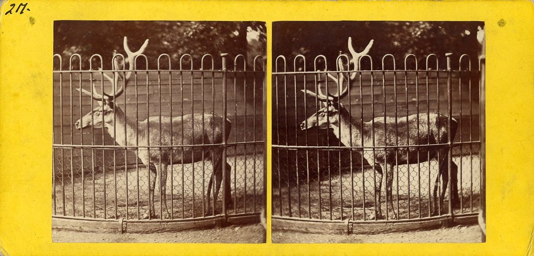 frankhaes-persian-deer.jpg