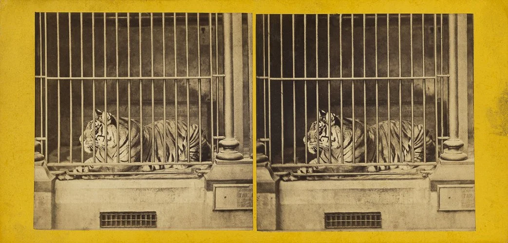 frankhaes-tiger-frank-haes.jpg