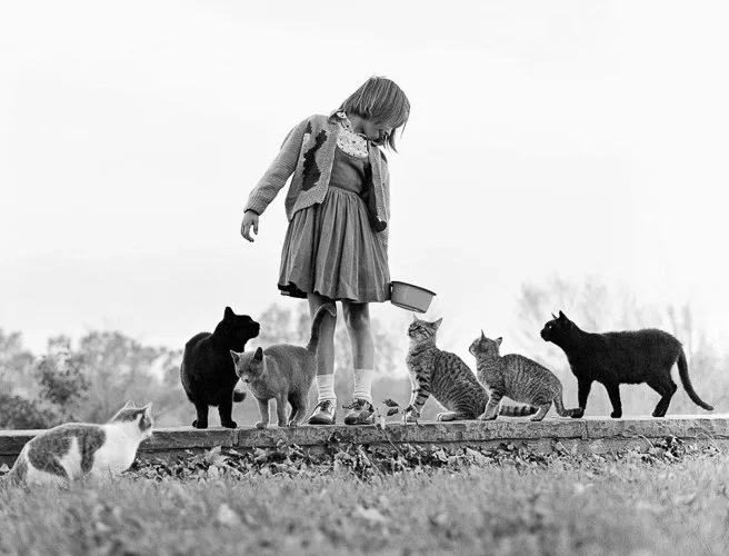 walterchandoha-Walter-Chandoha-cats8.jpg