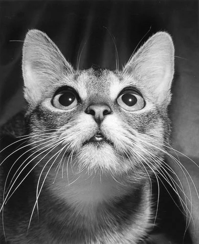 walterchandoha-walter-chandoha-family-cats-13.jpg