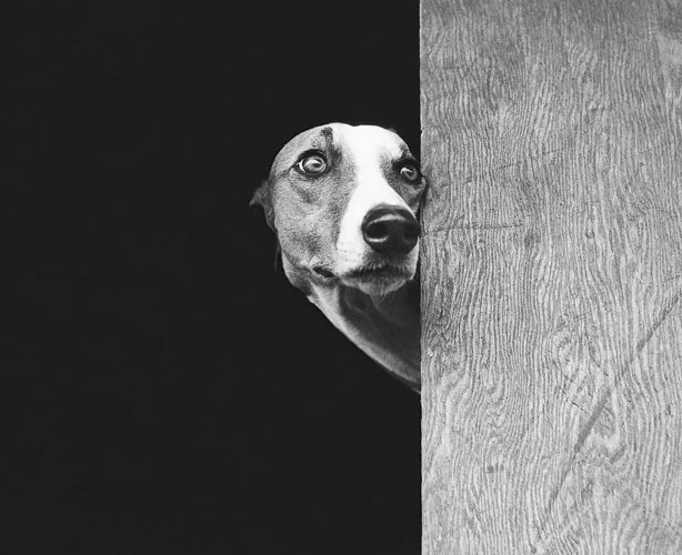 walterchandoha-Walter-Chandoha-Dogs-Embed06.jpg