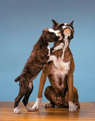 walterchandoha-walter_chandoha_dogs_taschen_pho.format-webp.width-1440_Cnae2GEWzTJU0STE.jpg