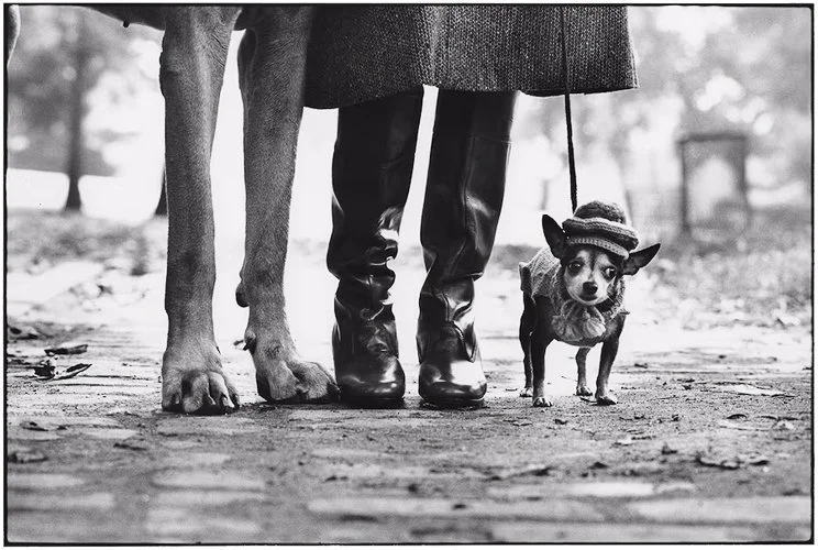 elliotterwitt-294206.jpg