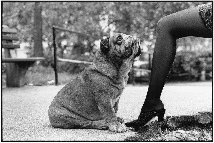 elliotterwitt-4a832d05380424d9314939834c51ef21.jpg
