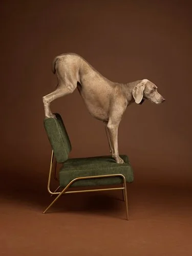 williamwegman-20210614-0321-2000x2000-1632785526.jpg