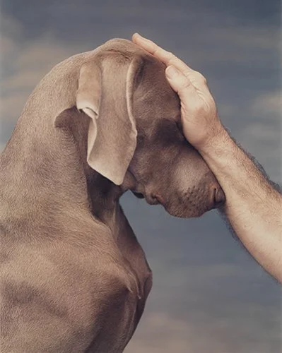 williamwegman-William-Wegman-1.jpg