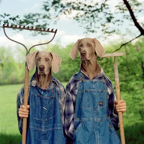 williamwegman-4OZG2TZvUlvkFfyrqo2fwmxP_srnxRvFyhYT2YVRDVs_1024x.jpg