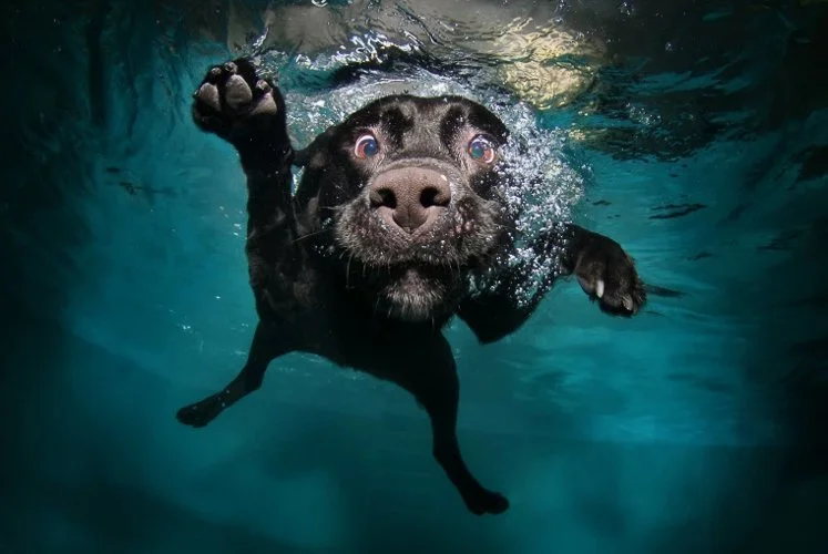 sethcasteel-1C4543507-120214-underwater-doggies-01.jpg