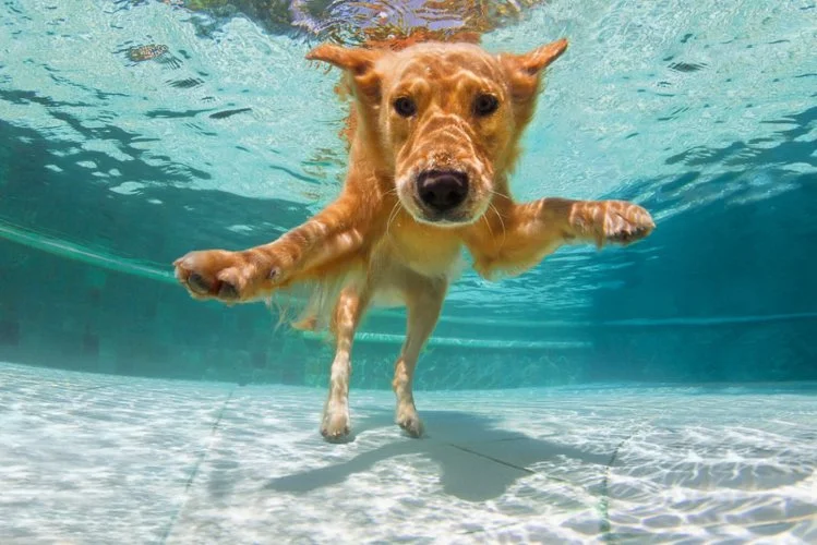 sethcasteel-labrador-retriever-puppy-in-swimming-pool_Denis-Moskvinov_Shutterstock.jpg